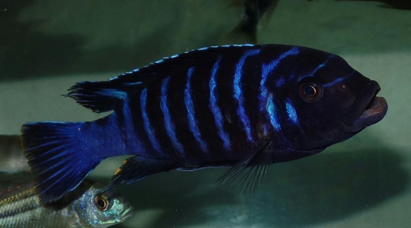 Maylandia sp. 'dolphin' Manda